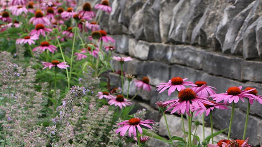 Photo of flowers by a stone wall